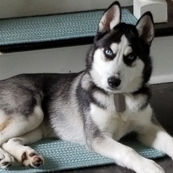 Meet your Posher, Sandy - Picture 4 of 7